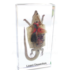 Lizard Dissection educational embedded specimen Anatomical Model